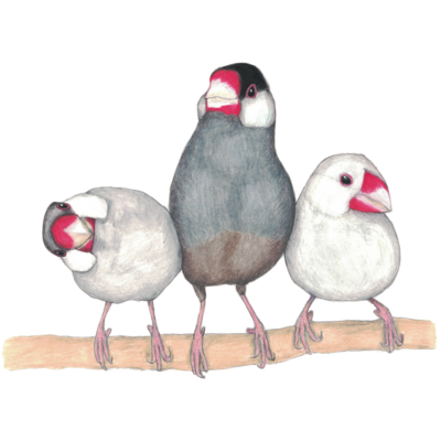 三羽文鳥