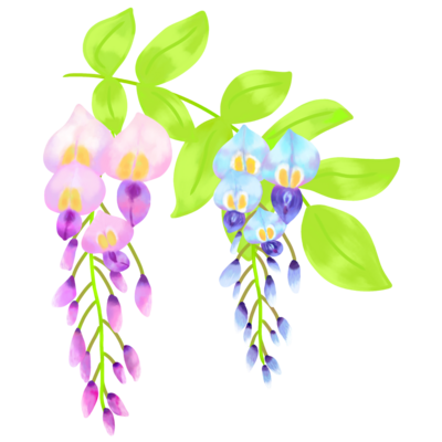 藤の花