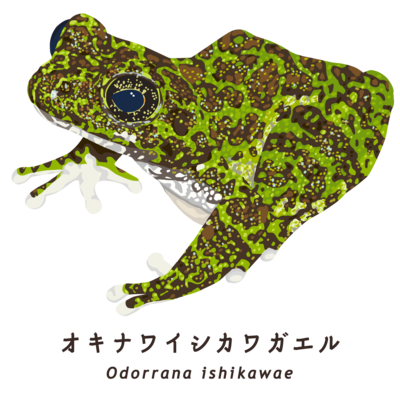 オキナワイシカワガエル