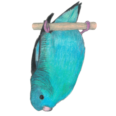 サザナミインコ水色