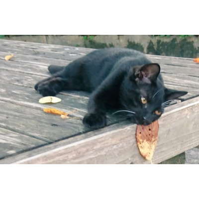 のらくろ アイテム グッズの通販 Suzuri スズリ