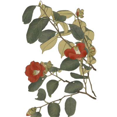 花 flower