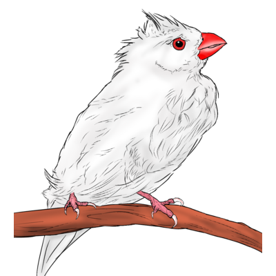 鳥イラスト きんちゃくの通販 Suzuri スズリ 鳥イラスト きんちゃくの通販 Suzuri スズリ