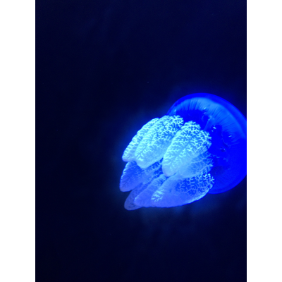 クラゲ マグカップの通販 Suzuri スズリ クラゲ マグカップの通販 Suzuri スズリ