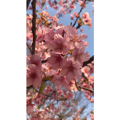 河津桜 アイテム グッズの通販 Suzuri スズリ 河津桜 アイテム グッズの通販 Suzuri スズリ