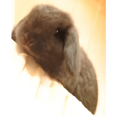 もふもふうさぎ アイテム グッズの通販 Suzuri スズリ もふもふうさぎ アイテム グッズの通販 Suzuri スズリ