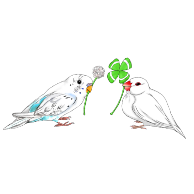 白文鳥とセキセイさん