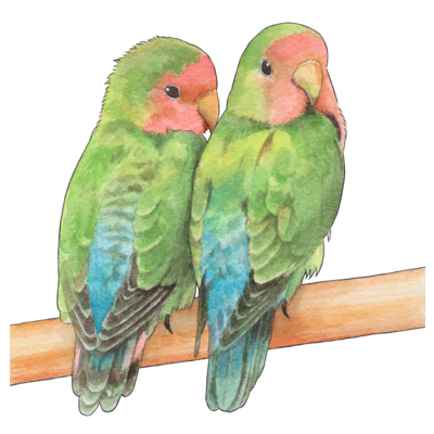 ベスト オウム イラスト オウム いらすとや ベスト オウム イラスト オウム いらすとや