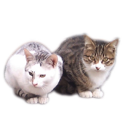 サビ猫 スマホケース Iphoneケース の通販 Suzuri スズリ サビ猫 スマホケース Iphoneケース の通販 Suzuri スズリ