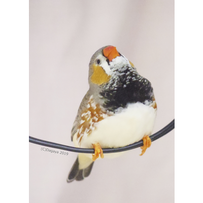 最新 雷鳥 イラスト 雷鳥 イラスト フリー 最新 雷鳥 イラスト 雷鳥 イラスト フリー