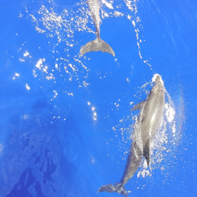 イルカ🐬