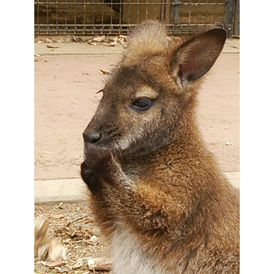 ワラビー アイテムの通販 Suzuri スズリ