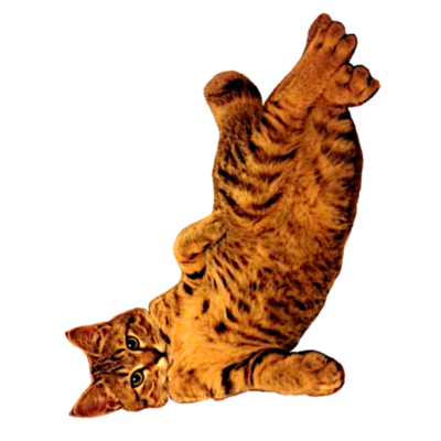 キジトラ猫 パーカーの通販 Suzuri スズリ キジトラ猫 パーカーの通販 Suzuri スズリ