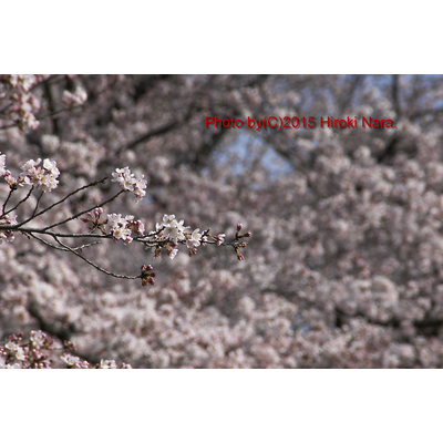 桜をみて癒されました