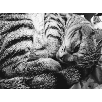 猫好き トートバッグの通販 Suzuri スズリ 猫好き トートバッグの通販 Suzuri スズリ