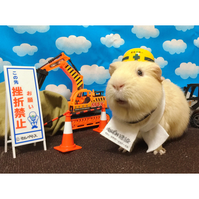 モルモット トートバッグの通販 Suzuri スズリ モルモット トートバッグの通販 Suzuri スズリ