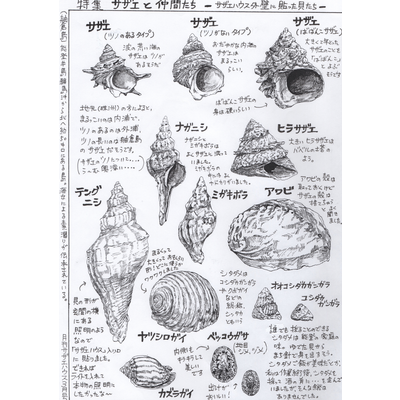 コンプリート サザエ 貝殻 7911 サザエ 貝殻 使い道 Saikonoaskmuryogazo