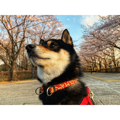 黒豆 Tシャツの通販 Suzuri スズリ 黒豆 Tシャツの通販 Suzuri スズリ