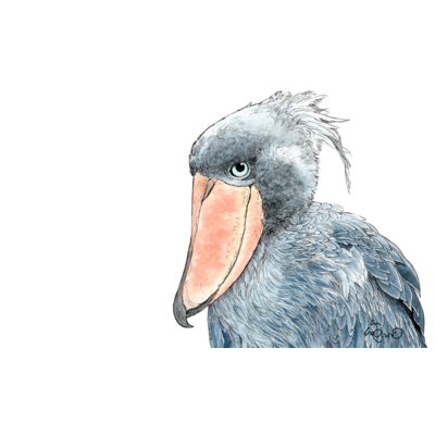 画像 ハシビロコウ イラスト ハシビロコウ いらすとや 画像 ハシビロコウ イラスト ハシビロコウ いらすとや