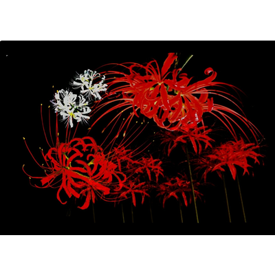 彼岸花 アイテム グッズの通販 Suzuri スズリ 彼岸花 アイテム グッズの通販 Suzuri スズリ