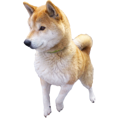 柴犬 フルグラフィックマスクの通販 Suzuri スズリ 柴犬 フルグラフィックマスクの通販 Suzuri スズリ
