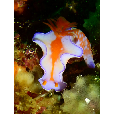 ウミウシ スマホケース Iphoneケース の通販 Suzuri スズリ