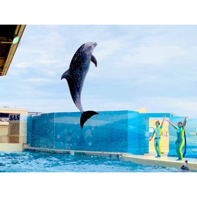 Dolphin 手帳型スマホケースの通販 Suzuri スズリ Dolphin 手帳型スマホケースの通販 Suzuri スズリ