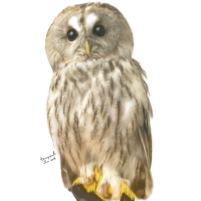 モリフクロウ アイテム グッズの通販 Suzuri スズリ モリフクロウ アイテム グッズの通販 Suzuri スズリ