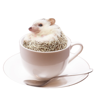 ハリネズミ クリアファイルの通販 Suzuri スズリ ハリネズミ クリアファイルの通販 Suzuri スズリ