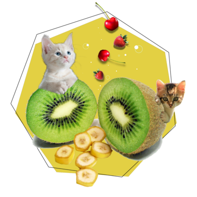 fruits＆cat