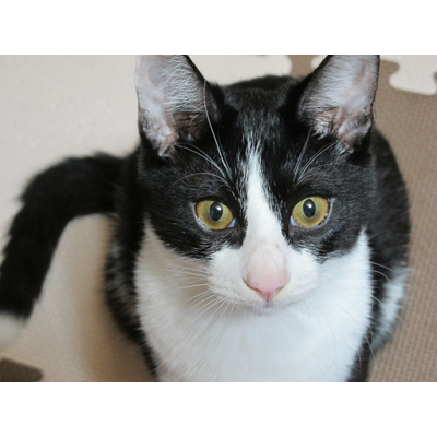 ハチ タオルハンカチの通販 Suzuri スズリ ハチ タオルハンカチの通販 Suzuri スズリ