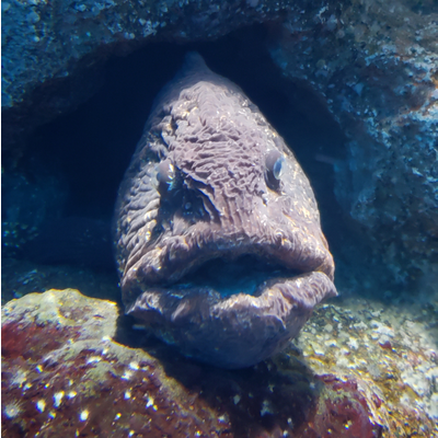 海の生き物シリーズ
