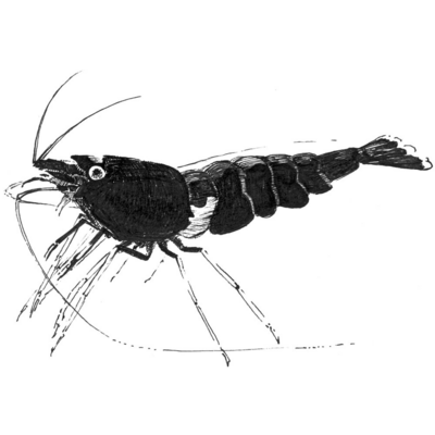 えび タオルハンカチの通販 Suzuri スズリ えび タオルハンカチの通販 Suzuri スズリ