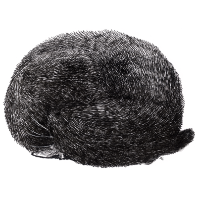 ねこ