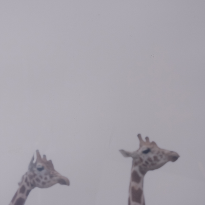 Fog and giraffe