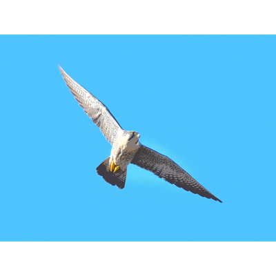 野鳥 サコッシュの通販 Suzuri スズリ 野鳥 サコッシュの通販 Suzuri スズリ