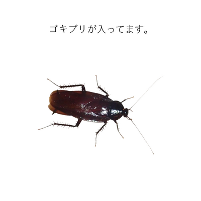 ゴキブリ アイテム グッズの通販 Suzuri スズリ ゴキブリ アイテム グッズの通販 Suzuri スズリ