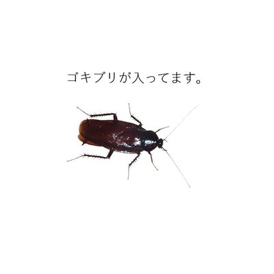 ゴキブリ アイテム グッズの通販 Suzuri スズリ ゴキブリ アイテム グッズの通販 Suzuri スズリ