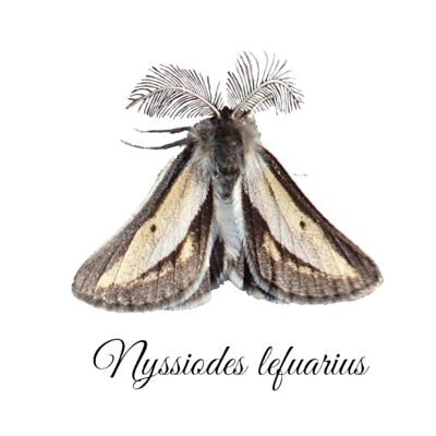 フチグロトゲエダシャク By L Arctoa Suzuri