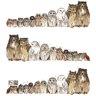 カラフトフクロウ アイテム グッズの通販 Suzuri スズリ カラフトフクロウ アイテム グッズの通販 Suzuri スズリ