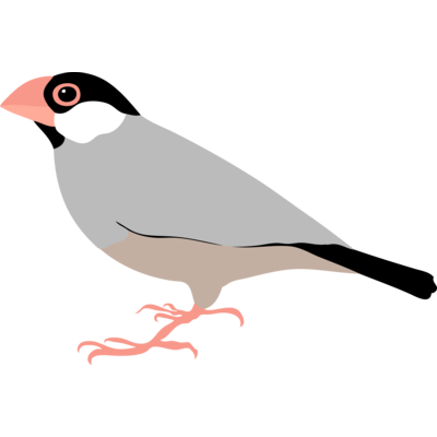 文鳥 Tシャツの通販 Suzuri スズリ 文鳥 Tシャツの通販 Suzuri スズリ