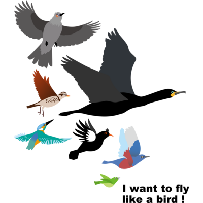 bird