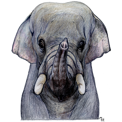 ゾウ アイテム グッズの通販 Suzuri スズリ