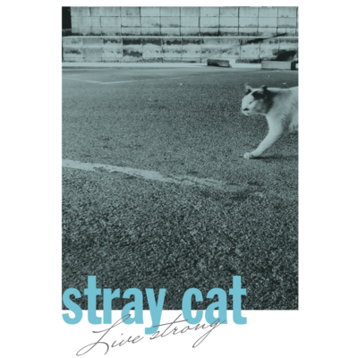 STRAY CAT