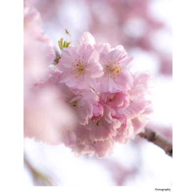 八重桜 パーカーの通販 Suzuri スズリ