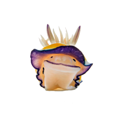 ウミウシ アイテム グッズの通販 Suzuri スズリ