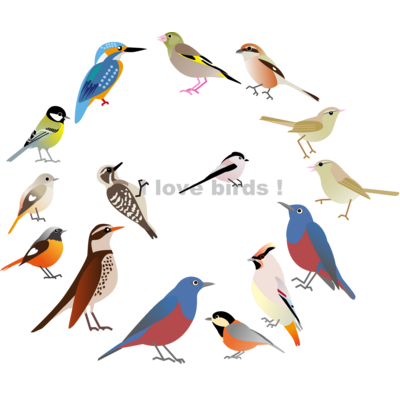 bird