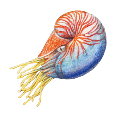 不思議生物