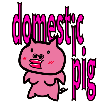 domestic pig