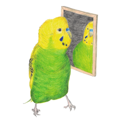 セキセイインコと鏡